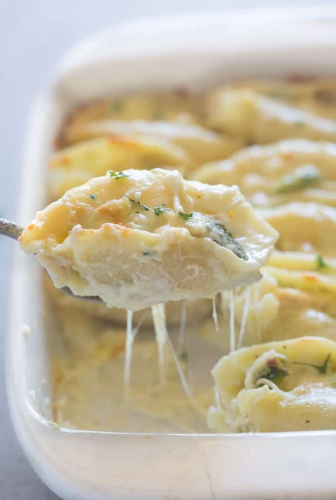 A large spoonful of baked chicken and broccoli alfredo stuffed jumbo pasta shells.
