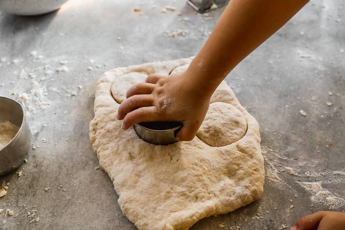 Biscuits being cut out of dough with a round biscuit cutter.