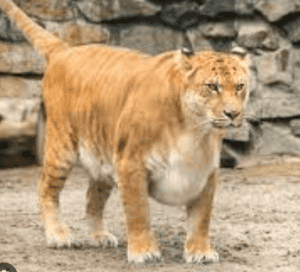 Screenshot-2026-03-19-9.04.04-AM